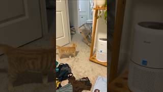 😺 Kittens falling funny shorts funny [upl. by Tnarg]