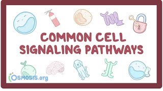 Common cell signaling pathway [upl. by Eynenihc442]