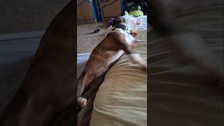 Puppy falling off bed while sleeping puppy dog pitbull [upl. by Meehaf]