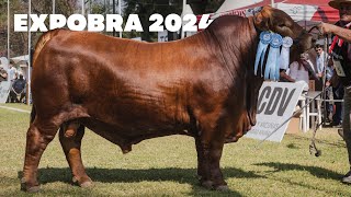 MEJOR INDIVIDUAL MACHO DE BOZAL BRANGUS  EXPOBRA 2024 [upl. by Ainod]