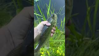 Fishing in farm pond for largemouth bass [upl. by Jarrid]