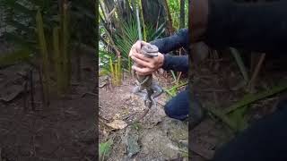 piliphines sailfin lizard🦎 ibid Bob mixtv trap hunt [upl. by Madelin527]