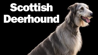 Scottish Deerhound [upl. by Bonita155]