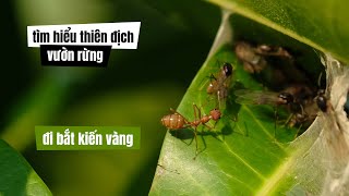 51 Đi rừng bắt kiến vàng  Cắt tía tô dại làm tinh dầu [upl. by Amora]