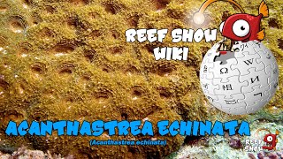 Reef Show Wiki Acanthastrea echinata [upl. by Tillio]