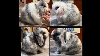 Iclyn amp Natsume Holland Lop Litter 40 Days Old [upl. by Collbaith]