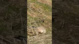 Northern Wheatear  Падкаменка звычайная birdenthusiast nature urbanbirding birdwatcher [upl. by Diego]