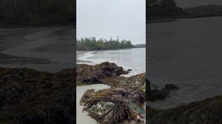 Peaceful and private beach near Tofino BC Vancouver Island canada travel adventure beach life [upl. by Eemiaj721]