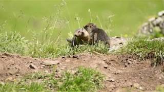 Une vie de marmotte  Parc national des Pyrénées [upl. by Ober328]