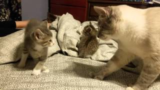 5 week old kitten vs daddy cat [upl. by Ellennahc]