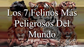 Los 7 Felinos Más Peligrosos Del Mundo [upl. by Mosera]