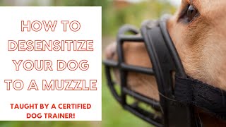 How to Desensitize Your Dog to a Muzzle  Instructions From a Certified Dog Trainer [upl. by Saturday30]