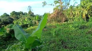 for sale farm lot in san roque san jose del Monte bulacan [upl. by Naujed94]