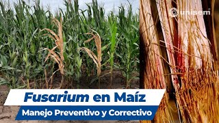 Fusarium en Maíz Manejo Preventivo y Correctivo [upl. by Derfniw]