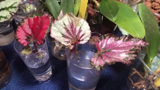 Rex Begonia  Propagation amp Water Culture [upl. by Maida]