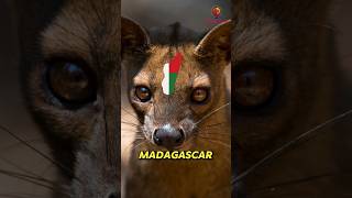 Fossa The CatLike Mongoose of Madagascar 🐱fossa facts animalfacts NaturesNotebook2 [upl. by Nicolis]