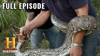 Catching Monster Snakes in Florida  Swamp People Serpent Invasion S1 E2  Full Ep  History [upl. by Nner196]