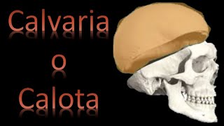 🦴 Calvaria o Calota  Cráneo y cara  Anatomía [upl. by Pietra]