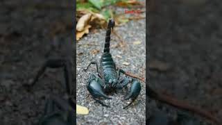 ant scorpion and honeybee ke dank mein kon sa acid hota hainfacts history education khansir [upl. by Shelli]