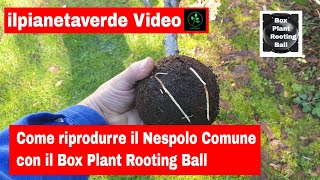 Come riprodurre con la margotta il Nespolo Comune Mespilus Germanica con il Box Plant Rooting Ball [upl. by Gillead]