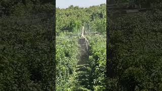 HighTech Tree Cutting Machine in Action 🌳🚜 [upl. by Muslim138]