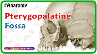 Pterygopalatine fossa  Head and neck Gross anatomy  medical animation [upl. by Krefetz]