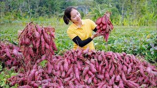 Harvesting Purple Skin Red Flesh Potato Go to Market Sell Harvesting and Cooking  Ly Harvesting [upl. by Nanci]