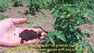 3 Ways to Use Coffee Grounds for Soil Fertility [upl. by Angela]