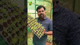 കാരറ്റ് കൃഷി തുടങ്ങാം  CARROT CULTIVATION  SKSHINU  keralahitechfarming agriculture farming [upl. by Ilise]