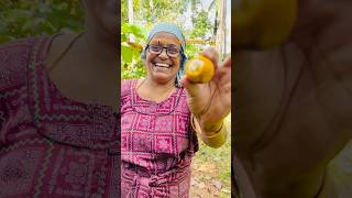 പറമ്പിൽ ഓറഞ്ച് കണ്ട അമ്മ 😳❤️homegardens gardening minivlog nature home minivlog love new [upl. by Omsoc]