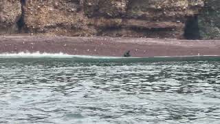 Islas Ballestas Peru [upl. by Staley]