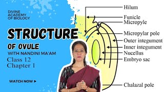 Structure of ovule Class 12th chapter 1 explained in detail by Nandini maam  Divine Academy [upl. by Rahel]