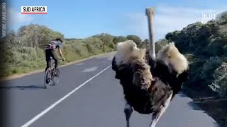 Sud Africa strano compagno di pedalata uno struzzo “sfida” un gruppo di ciclisti [upl. by Bree]