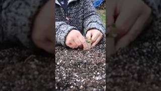 Cutworms Protect Your Plants [upl. by Imnubulo]