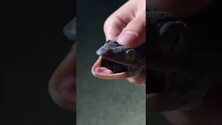 Wild Tokay Gecko  Herping with davkaufmansreptileadventures [upl. by Odell771]