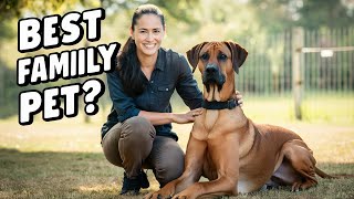 Whats It Like Having a RHODESIAN RIDGEBACK as a Pet [upl. by Ulysses]