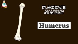 Humerus  Flashcard Anatomy [upl. by Kwabena]