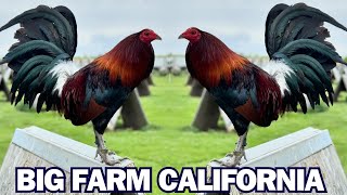 David Duran Big Farm California Beautiful Birds Hatch [upl. by Calie]