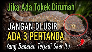 JANGAN DIUSIR  3 Pertanda Jika Ada Tokek Dirumahmu [upl. by Anirtap589]