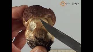 boletus pinophilus [upl. by Desdamona]