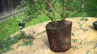 How to create bonsai from nursery plant Sweet Broom Part 2 Root Pruning amp potting [upl. by Doti]