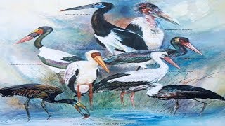 All Stork Species  Species List [upl. by Aleb]