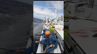 Nonstop Tuna Fishing Without Unhooking This Technique is Incredible processing fishing [upl. by Nnylarak283]