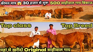 एक साथ एक ही जगह 500 साहीवाल गाय बिकाऊ Top class Original Breed Sahiwal Cows Available For Sale [upl. by Lacee808]