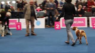 World Dog Show 2017quot Epagneul Breton junior male class competion [upl. by Gundry]