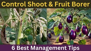 Brinjal Shoot and Fruit Borer  quot6 Best Management Strategiesquot [upl. by Ettennat]