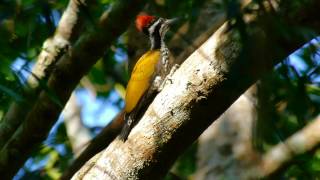 Greater Flameback woodpeckers near Maredumilli  East Godavari district  Andhra Pradesh  India [upl. by Einotna]