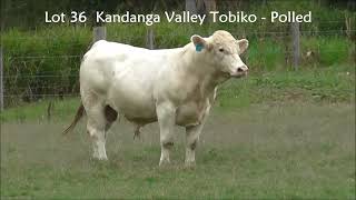 Lot 36 CHAROLAIS  Kandanga Valley Tobiko  Polled  Sells December 7th 2024 [upl. by Janek]