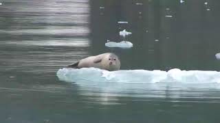 Wildlife  Kenai Fjords National Park Alasska [upl. by Nehcterg]