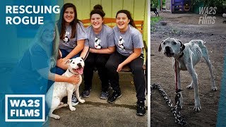 Amazing Transformation of Chained Starving Rescue Dog Inspires YouTube  Hope For Dogs [upl. by Goodard]